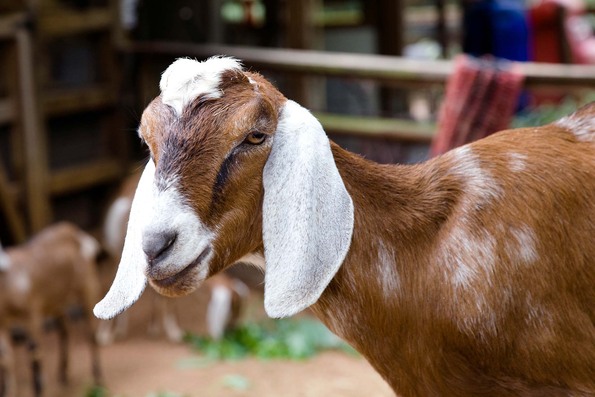 Купить козу нубийской породы. Англо-нубийская коза. Коза нубийской породы. Нубийские козы Шами. Англоанглонубийская коза.
