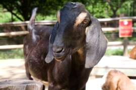 Nubian Goat Close Up
