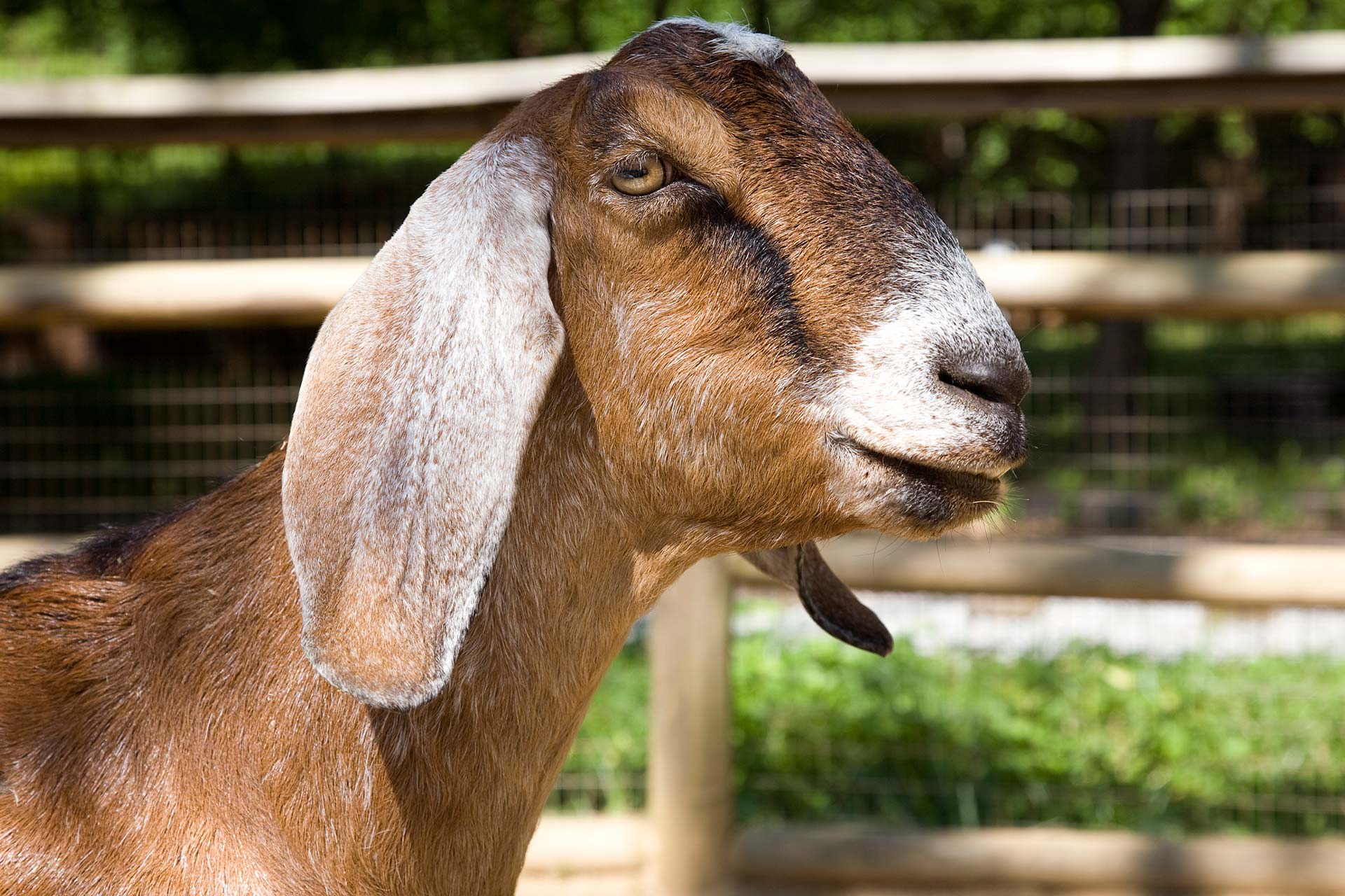 Nubian Goat - Zoo Atlanta