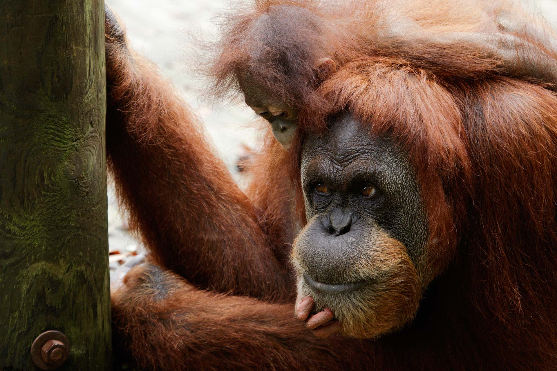 palm-oil-zoo-atlanta