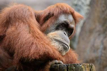 Orangutan leaning on tree stump