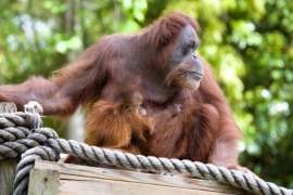 Orangutan and baby sitting