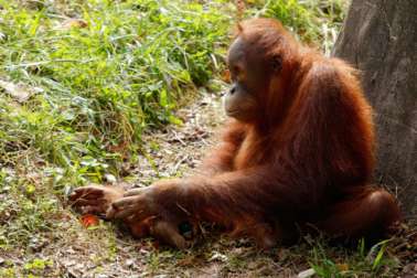 Orangutan sitting in grass