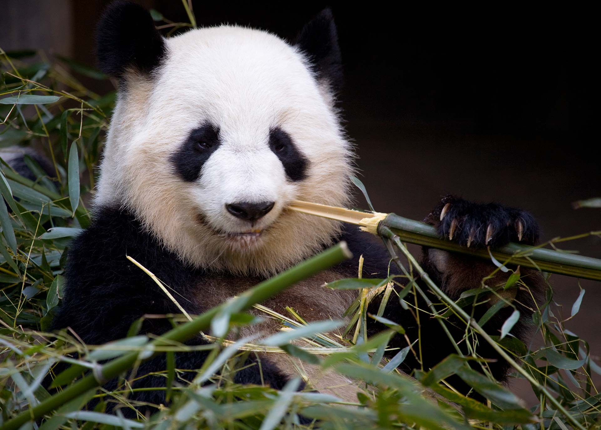 Панда. Большая Панда (Ailuropoda melanoleuca).. Очковая Панда. Большая Панда эндемик. Большая Панда бамбуковый медведь обитает в.