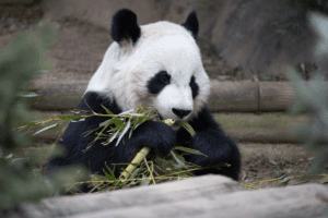 Giant panda Xi Lan sits eating bamboo in an outdoor habitat.