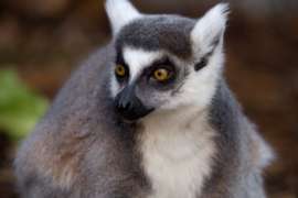 Ring Tailed Lemur close up