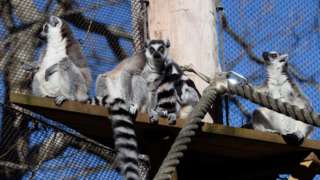 Ring Tailed Lemurs sitting in habitat