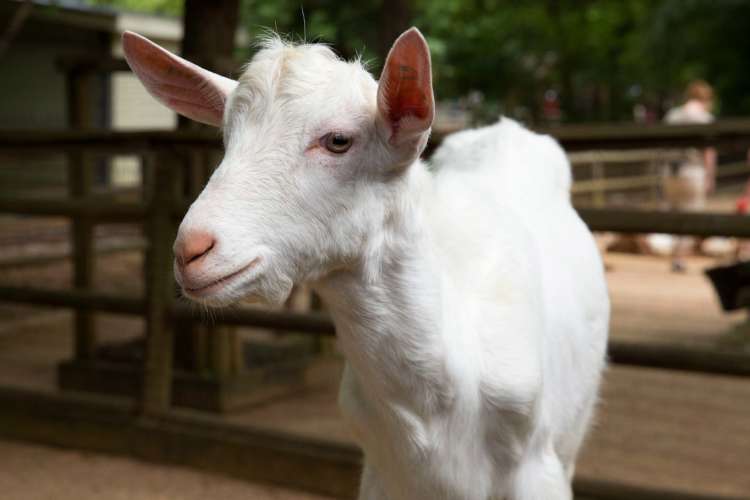 Saanen Goat Breed Spotlight - Backyard Goats