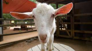 Sanee Goat close up