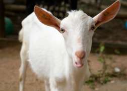 Close up of Sanee Goat