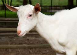 Sanee Goat