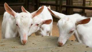 Sanee Goats eating treats