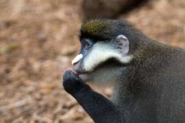 Scmidt's Guenon close up