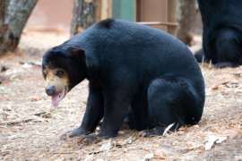 Sun bear sitting with tongue out