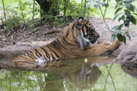 Tiger Jalal rests in a pool of water in his Zoo exhibit.