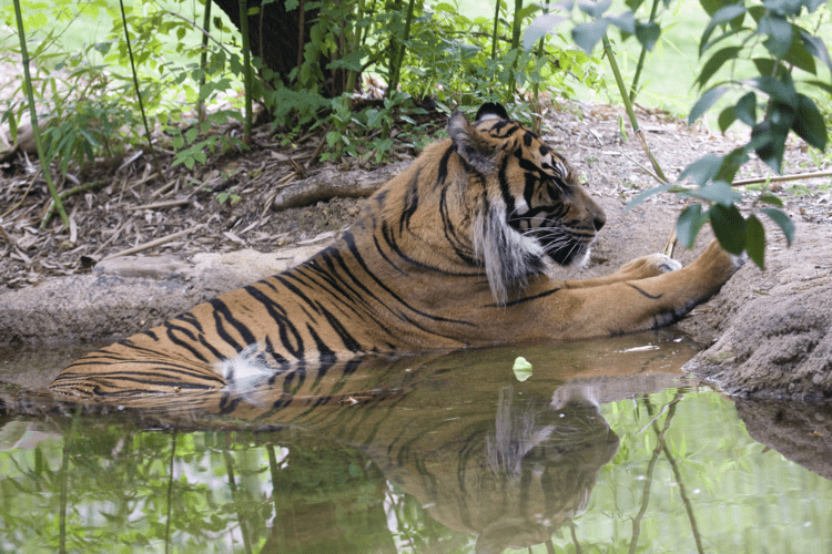 sumatran tigers swimming