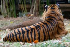 Backside of Tiger laying in habitat
