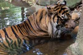 Tiger laying in pond