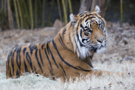 Tiger Sanjiv lays on a bed of hay in his zoo habitat.