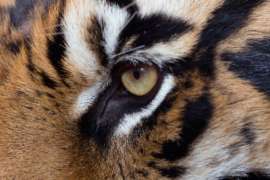 Close up of Tiger's eye