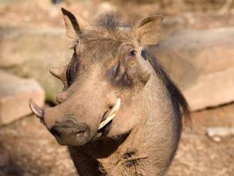 Warthog close up