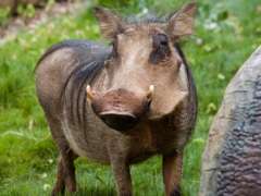 Warthog standing in grassy habitat