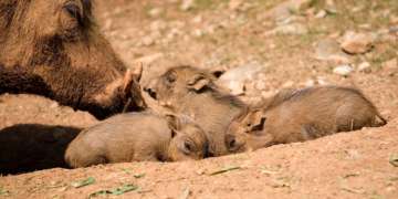 Warthog and piglets