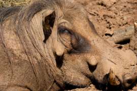 Close up of Warthog laying down