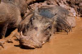 Warthog laying in mud bath