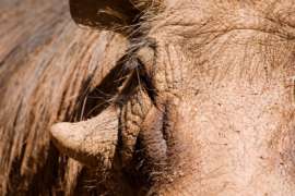 Super close up of Warthog's face