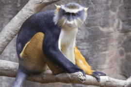 A Wolf's guenon sits on a branch in front of a rock wall.