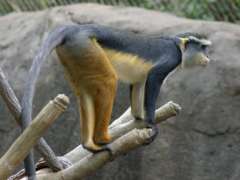 Wolfs Guenon standing on tree branch