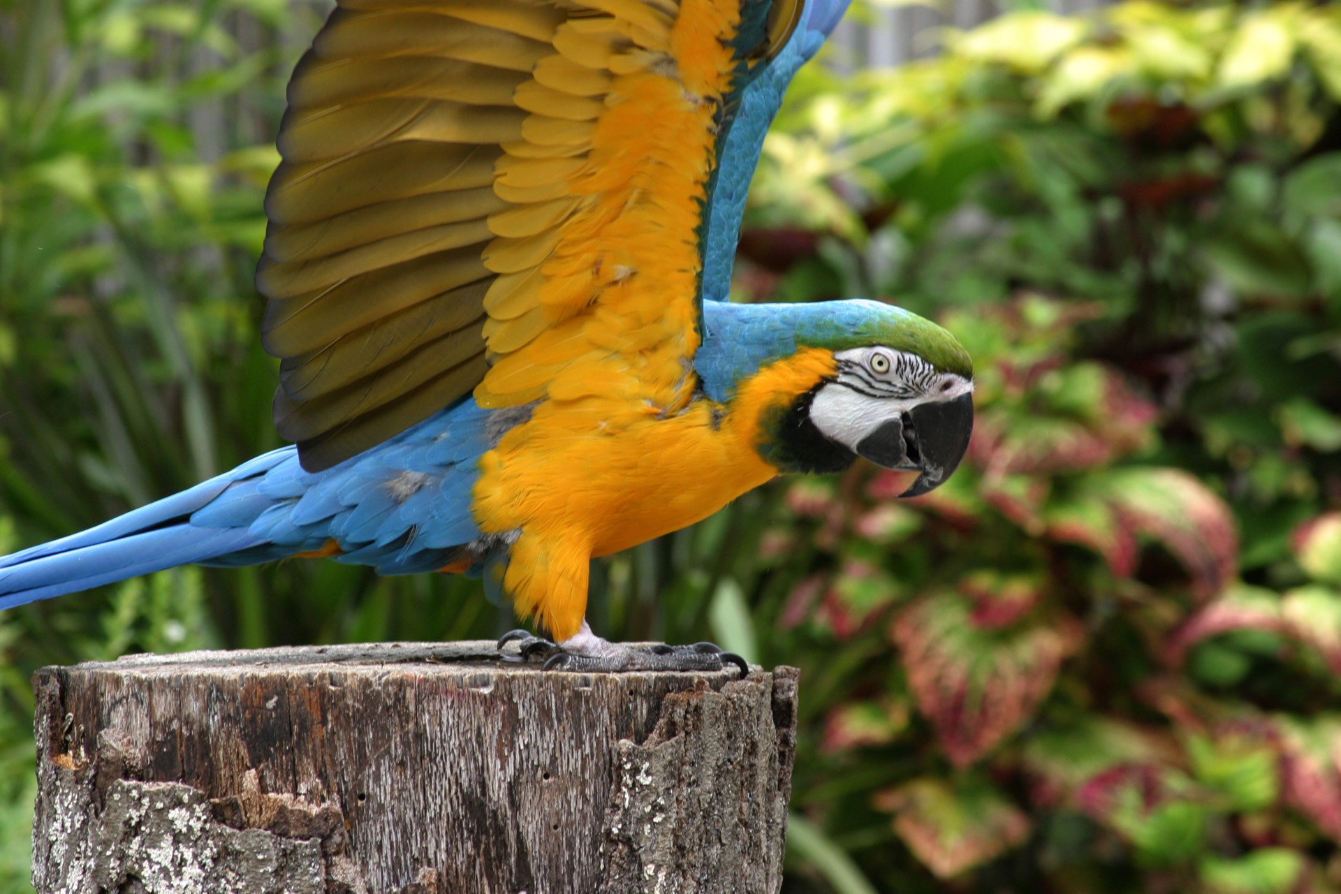 Blue and yellow Macaw Zoo Atlanta