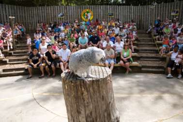 guest watching wildlife theater show