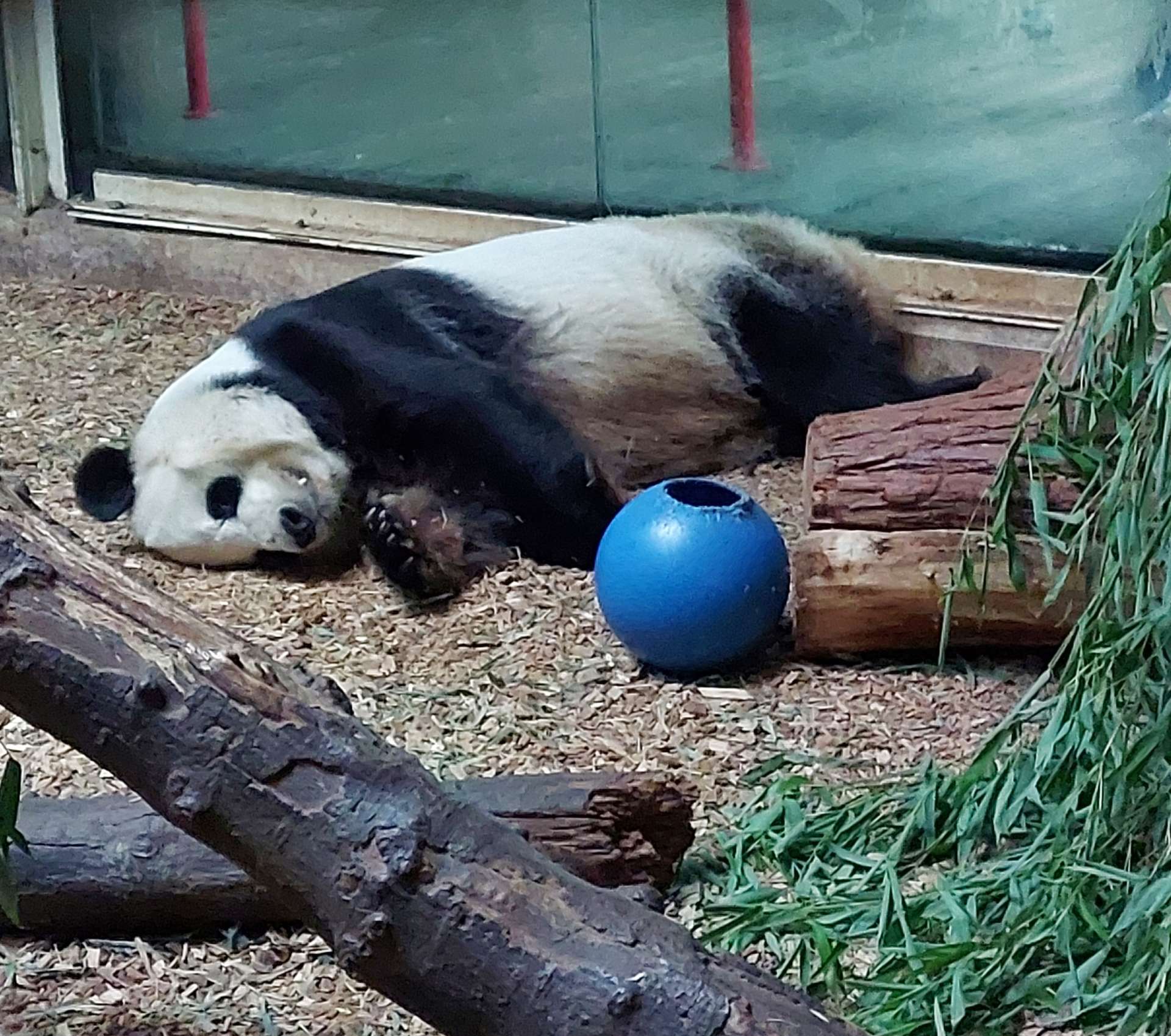 Panda Updates Monday August 1 Zoo Atlanta   20220719 165116 