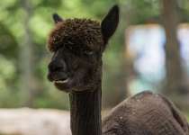 A black alpaca with a recent haircut chews a snack.