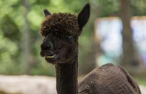 A black alpaca with a recent haircut chews a snack.