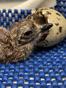 a freshly hatched bird lies next to its egg