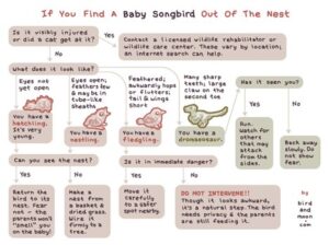 Baby bird guidelines