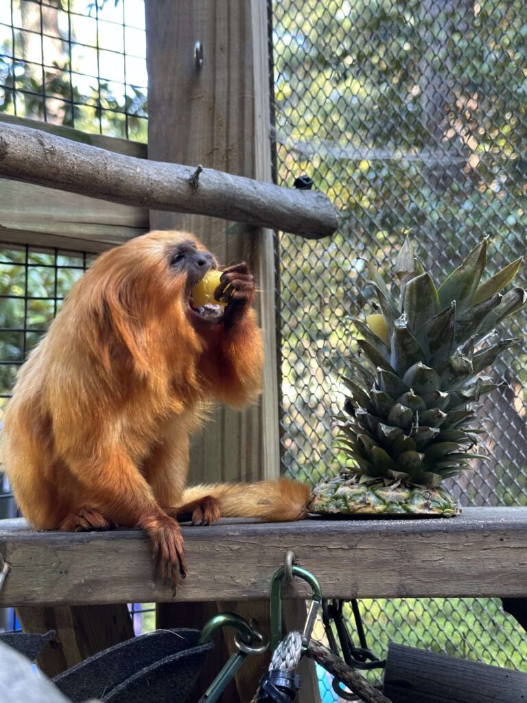 Who are those mysterious orange monkeys? Zoo Atlanta