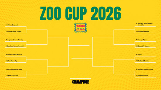 A bracket for the 2026 Zoo Cup