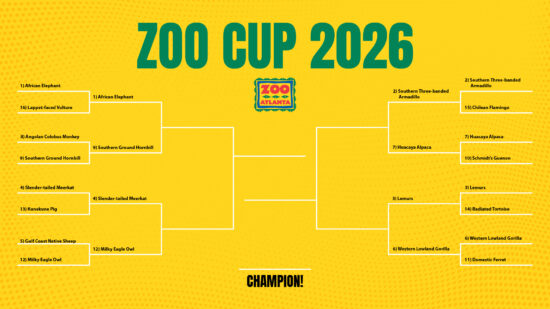 Second round bracket for the 2026 Zoo Cup