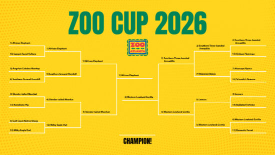 Fourth round bracket for the 2026 Zoo Cup
