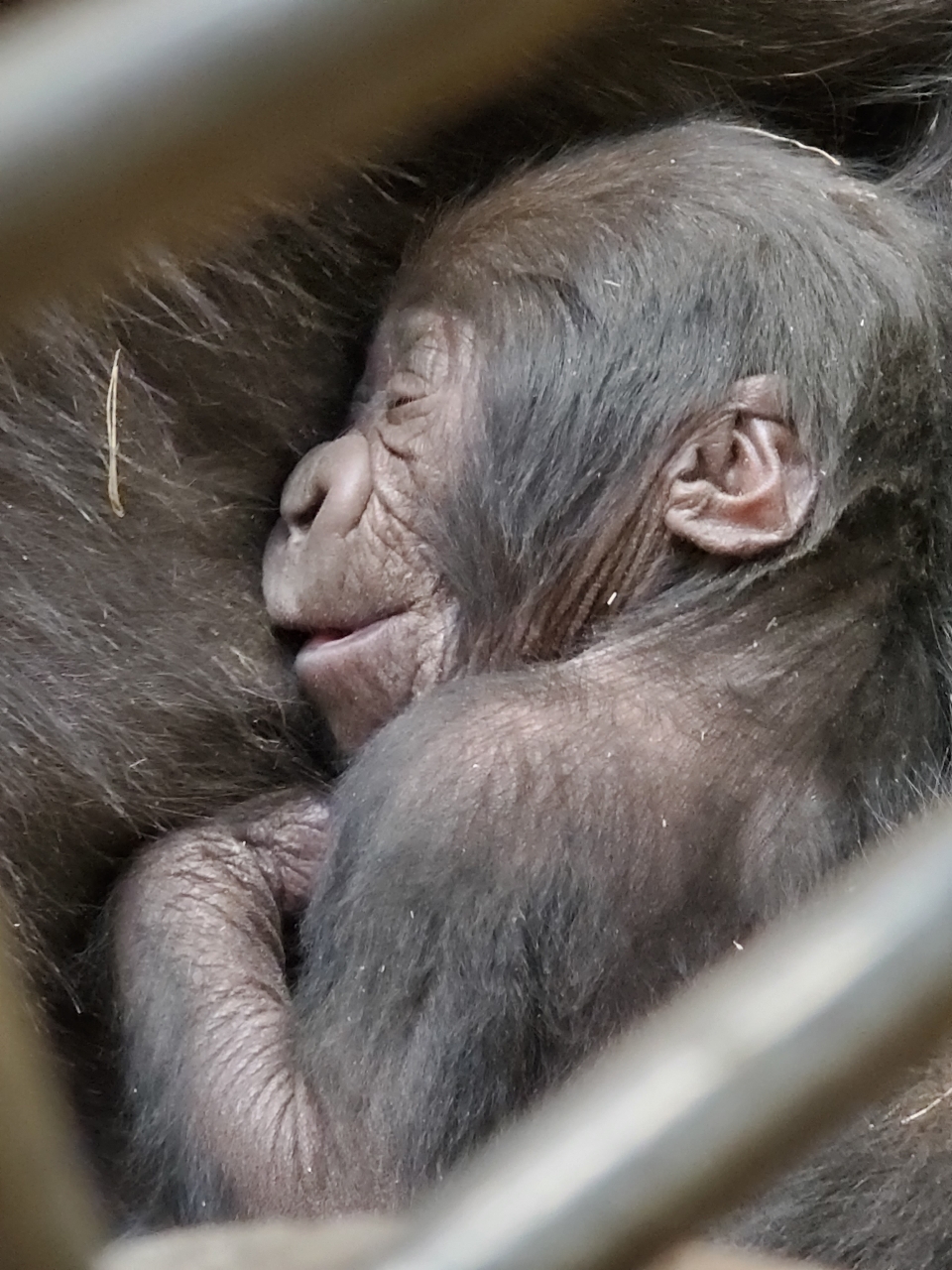 WESTERN LOWLAND GORILLA BORN AT ZOO ATLANTA Zoo Atlanta