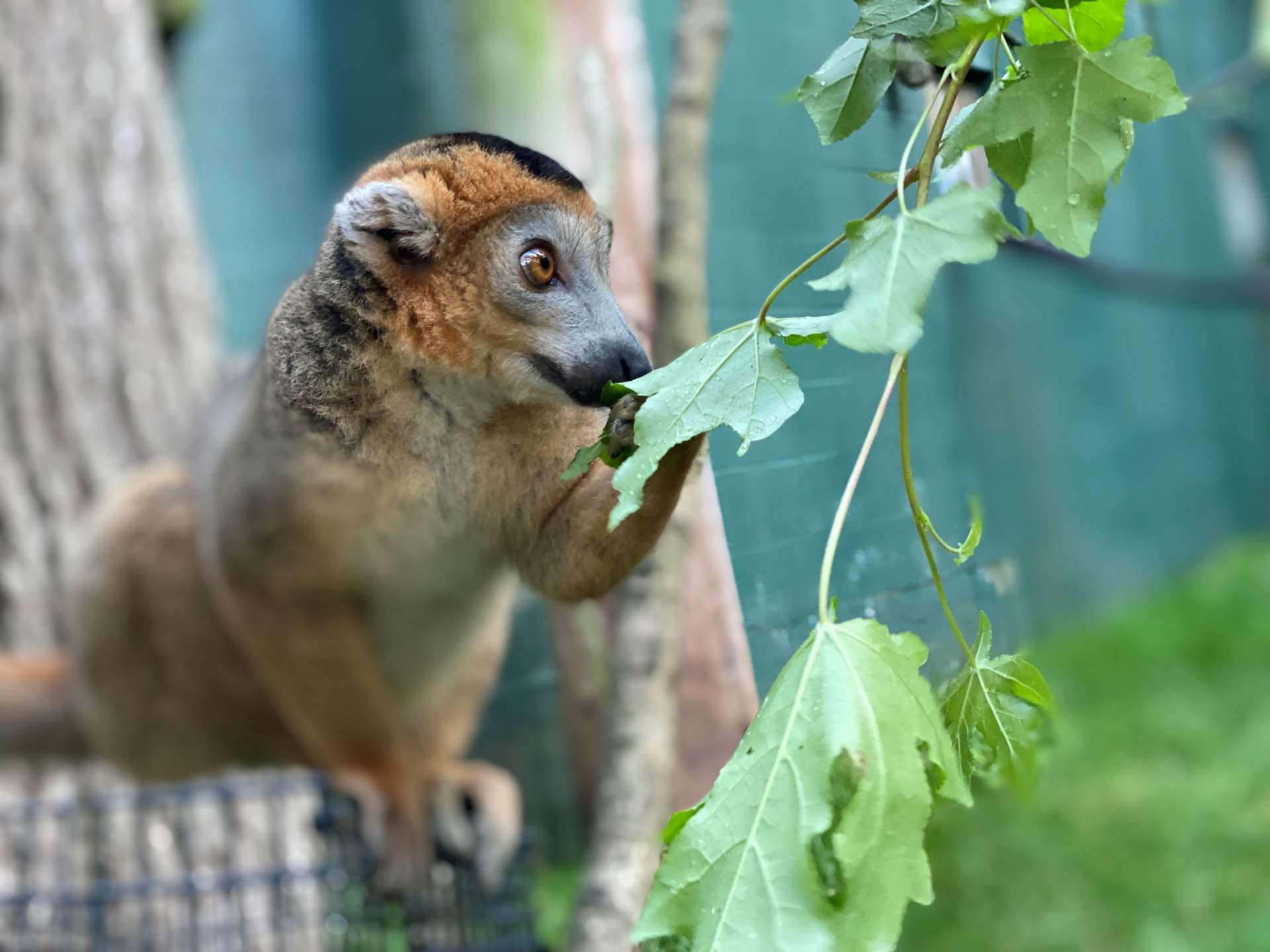 One big lemur family - Zoo Atlanta