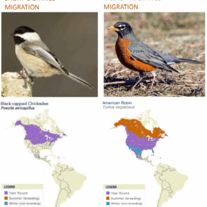 A graphic comparing chickadees and robins