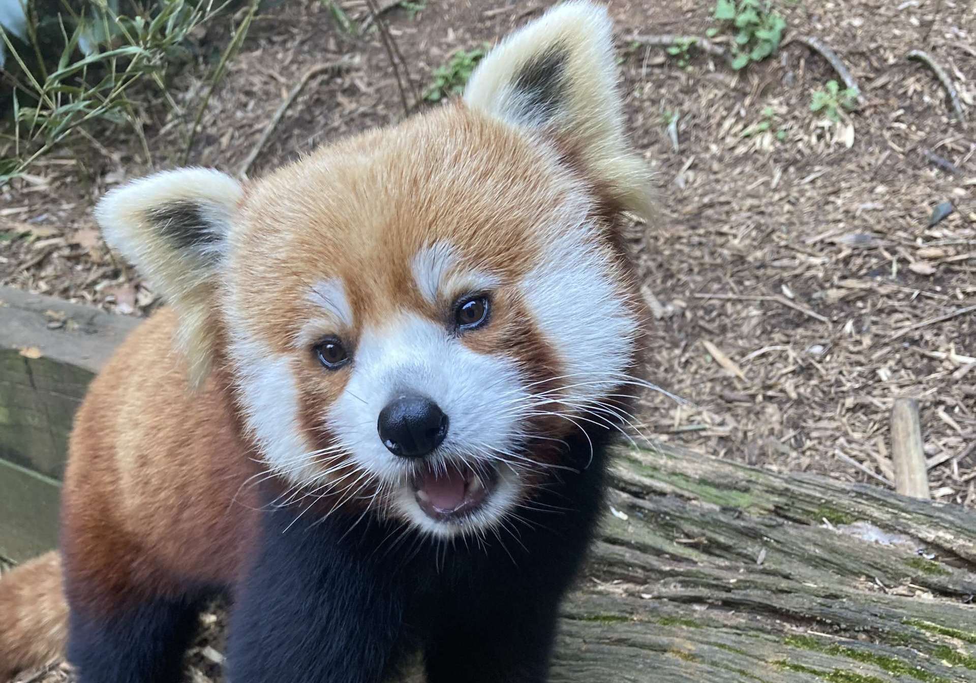 Panda Updates Monday April 4 Zoo Atlanta Panda Updates Monday April 4 Zoo Atlanta