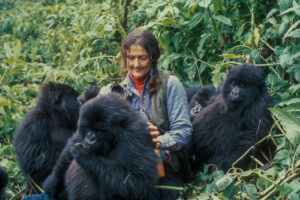 Dian Fossey sits with three gorillas