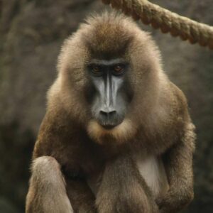 Checking in with North America’s only zoological population of drill monkeys 2 closeup of a drill monkey