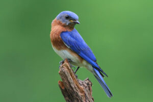 A bright blue eastern bluebird sits on a branch